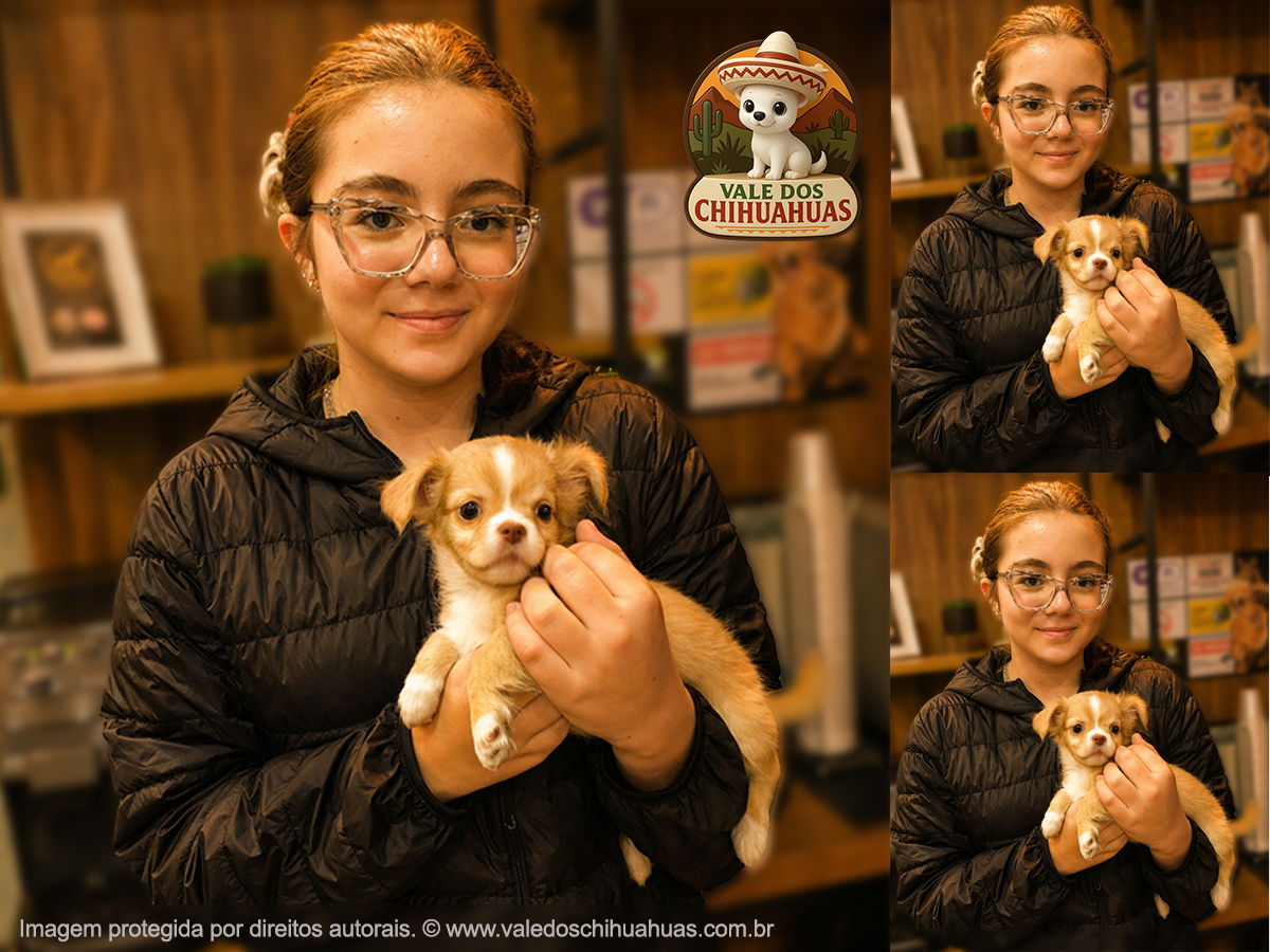 Cliente Vale dos Chihuahuas