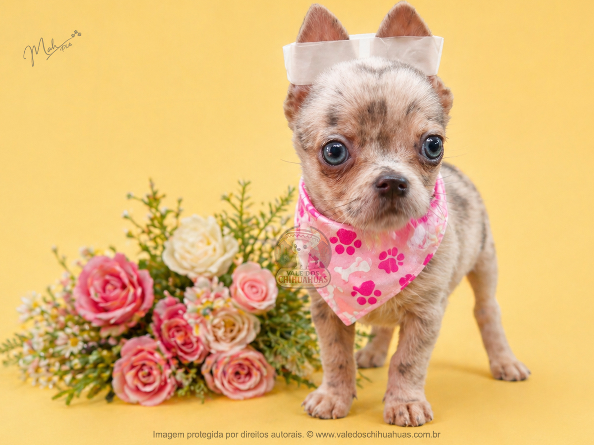 Available Chihuahua Puppy