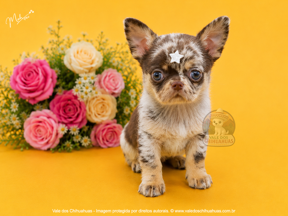 Filhote de Chihuahua Disponível