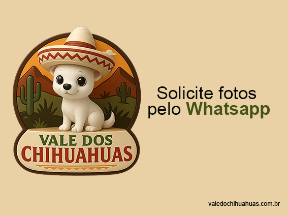 Filhote Chihuahua 2